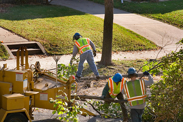 Palm Tree Trimming in Coulee Dam, WA